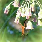 Hummingbird visiting Sicilian Honey Garlic  (2)