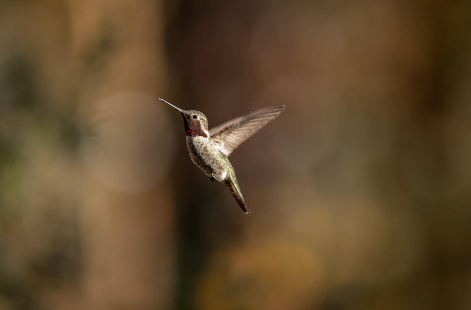 Hummingbird_Brown