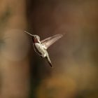 Hummingbird_Brown