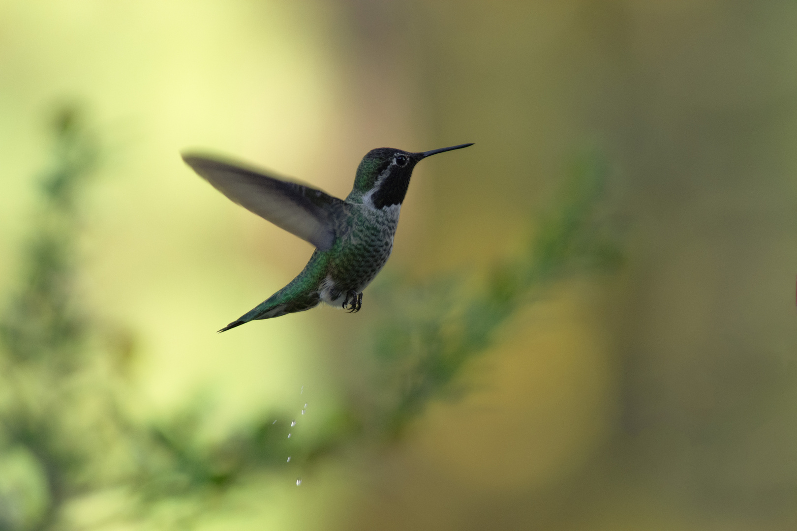 Hummingbird_Green