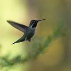 Hummingbird_Green