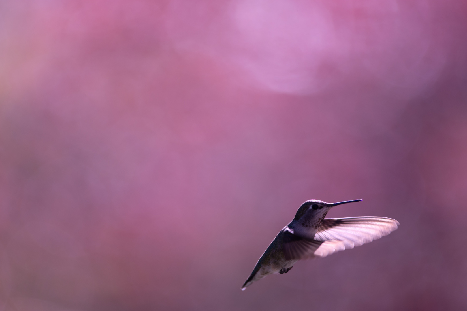 Hummingbird_Magenta