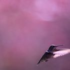 Hummingbird_Magenta