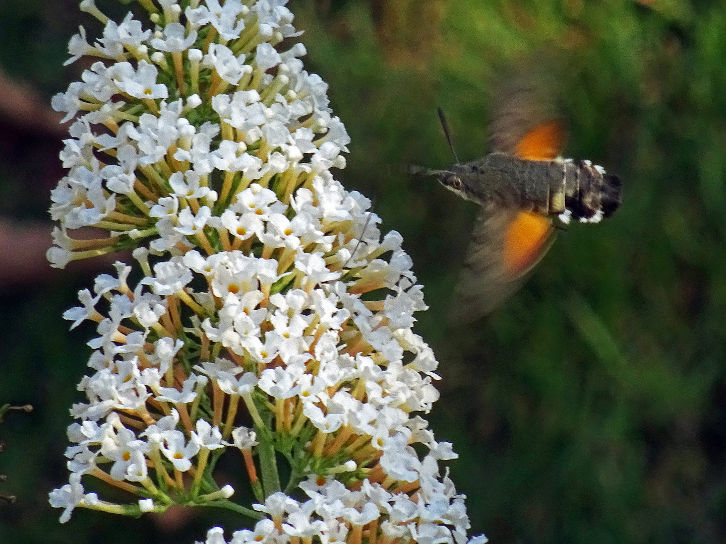 Hummingbirdmoth on Buddleija 