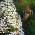 Hummingbirdmoth on Buddleija 