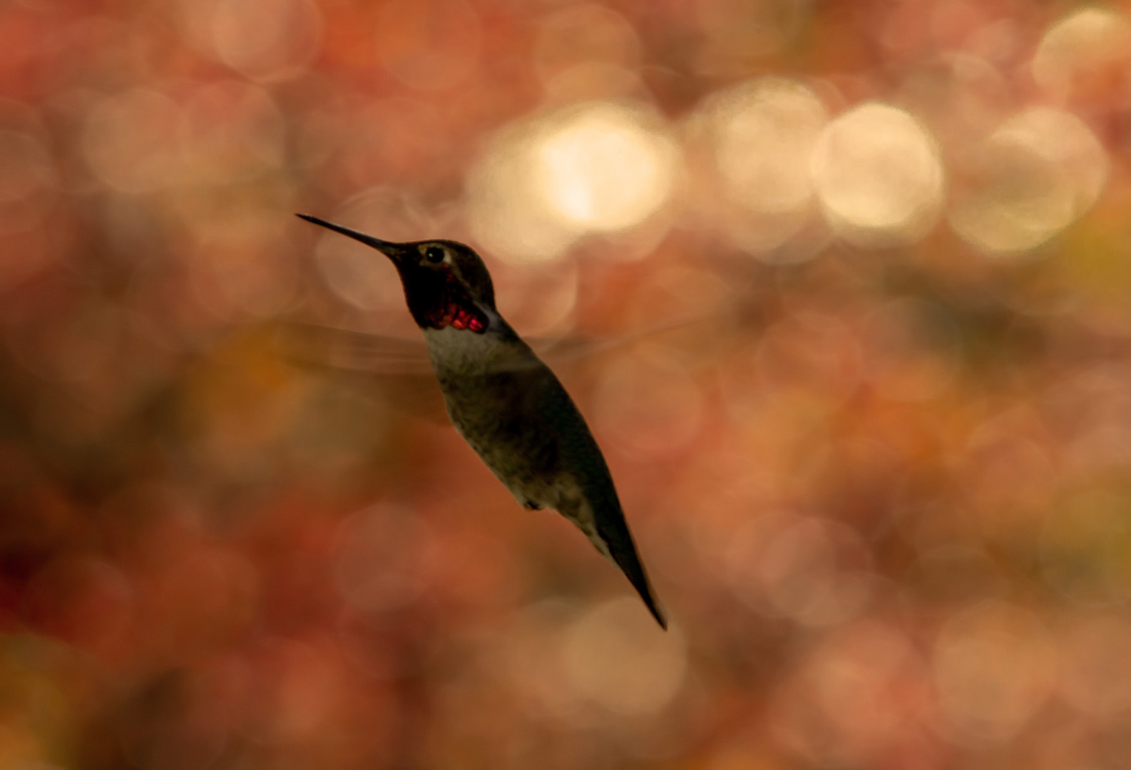 Hummingbird_Red