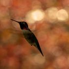Hummingbird_Red