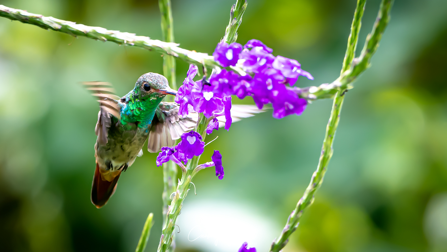 Hummingbirds - Another miracle of nature 