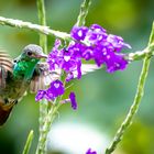 Hummingbirds - Another miracle of nature 