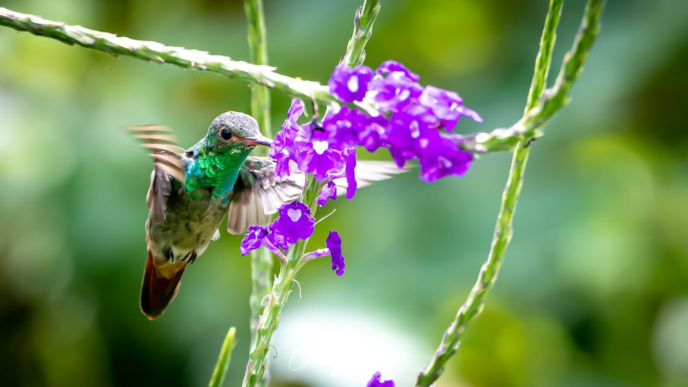 Hummingbirds - Another miracle of nature 