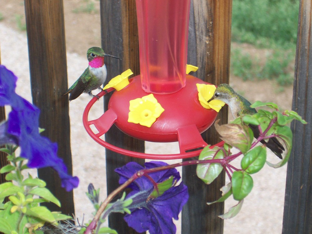 Hummingbirds