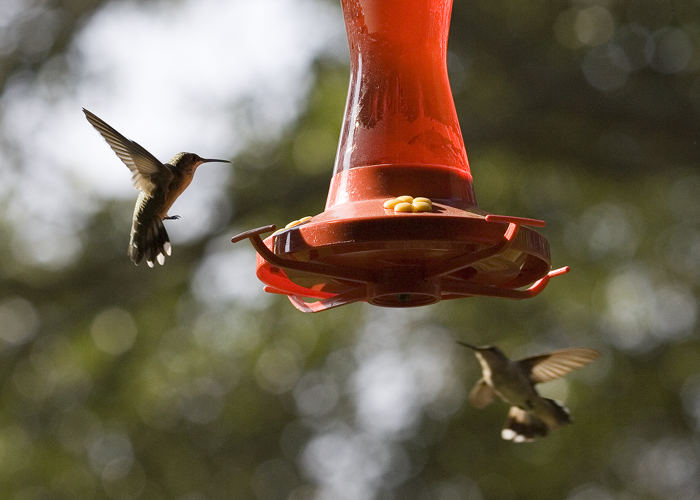 Hummingbirds Feeding...