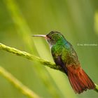 Hummingbird's portrait