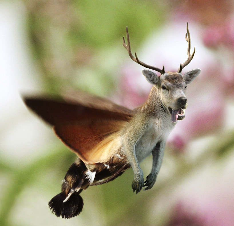 Hummingdeer