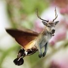 Hummingdeer