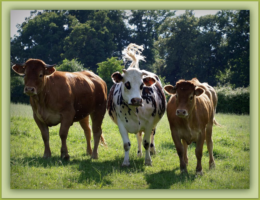 Humour 3 - Dans un pré de Poitou-Charentes