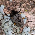 Hump-backed Pleasing Fungus Beetle (Gibbifer cf. debauvei)