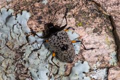 Hump-backed Pleasing Fungus Beetle (Gibbifer cf. debauvei)