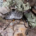 Hump-backed Pleasing Fungus Beetle (Gibbifer cf. debauvei)