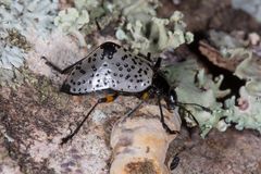 Hump-backed Pleasing Fungus Beetle (Gibbifer cf. debauvei)