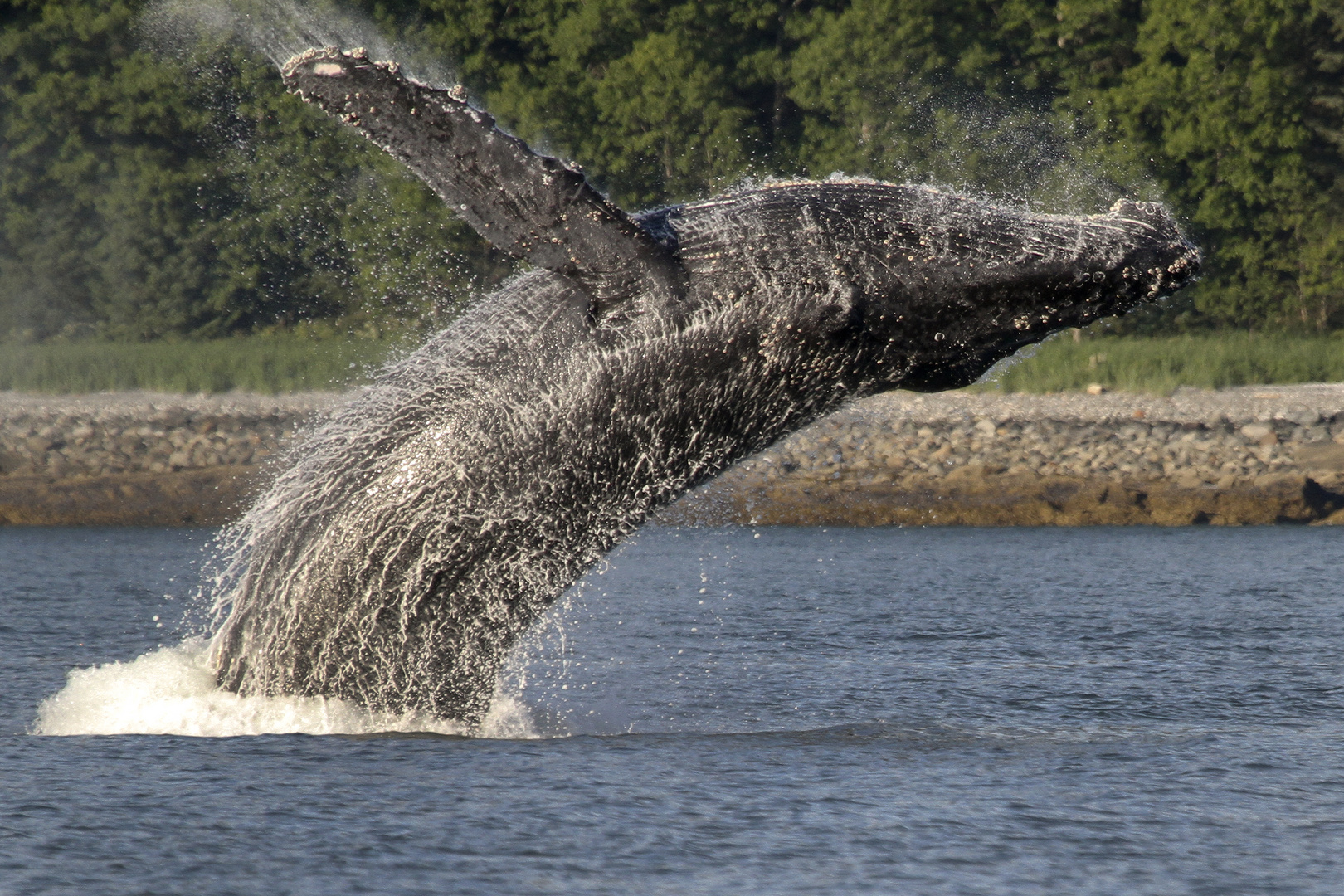 Humpback 2