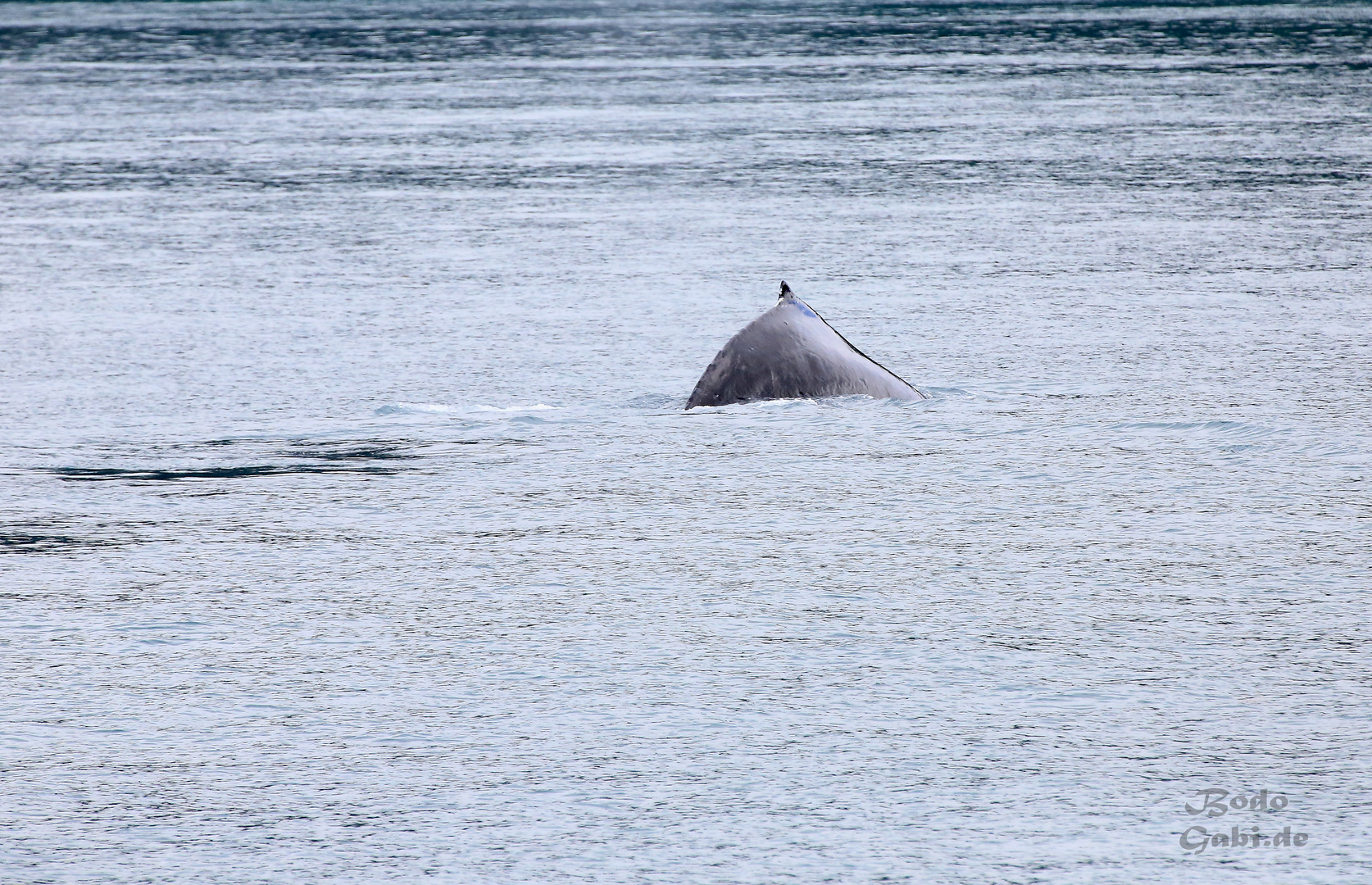 Humpback 3