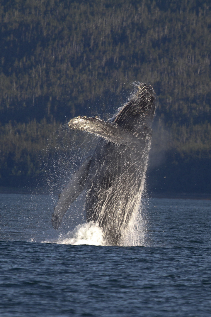 Humpback 3