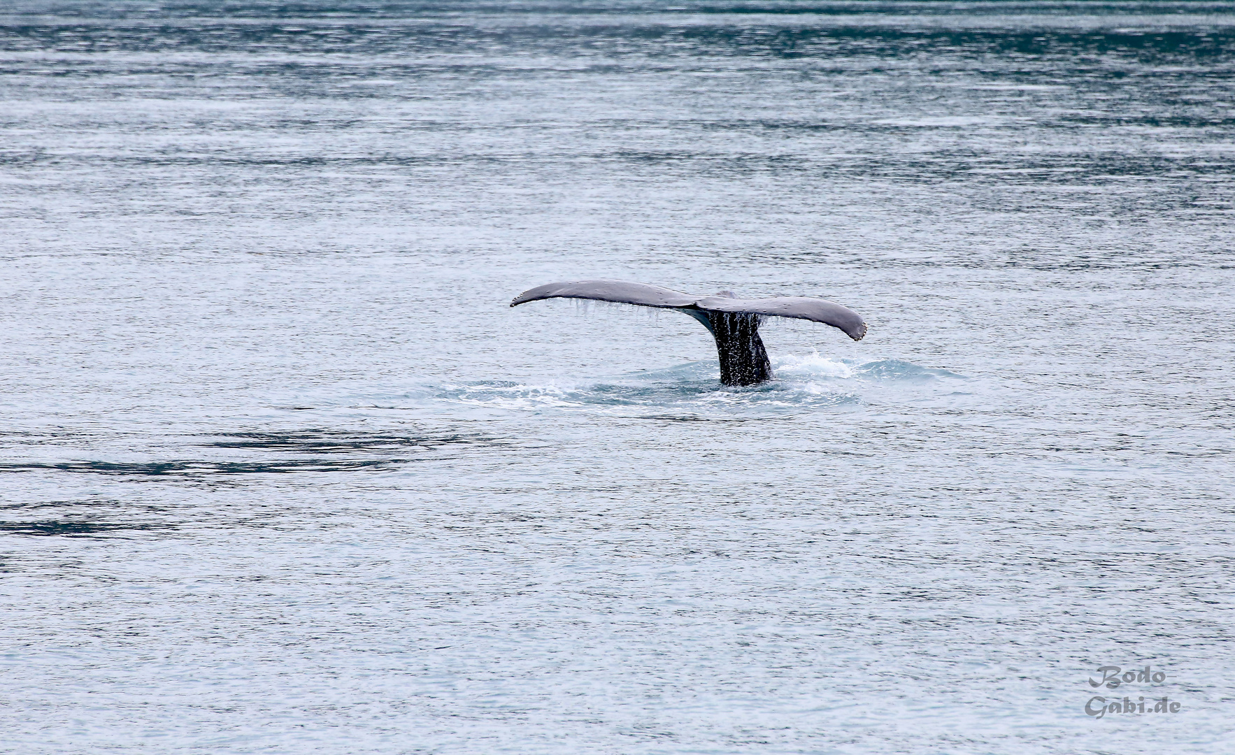 Humpback 5