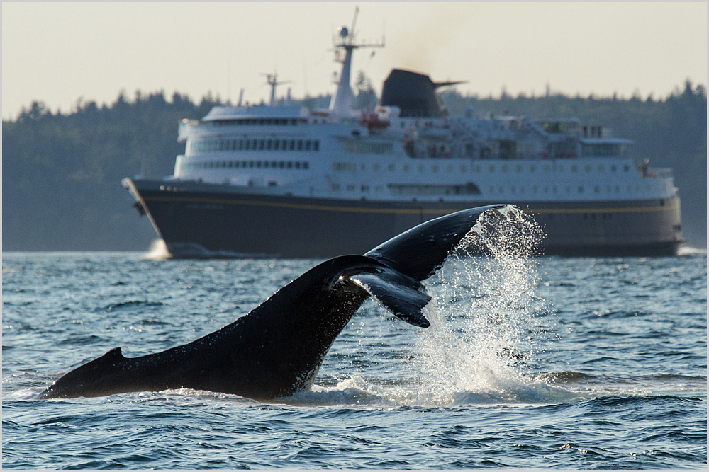 Humpback