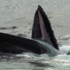 Humpback