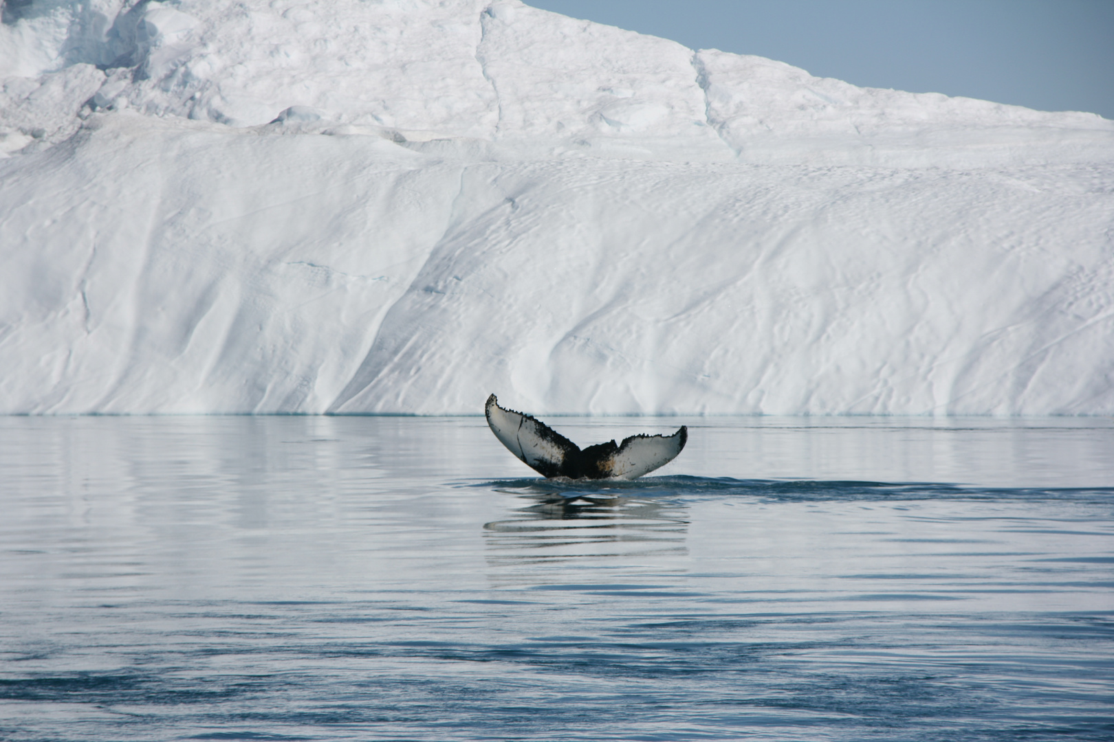 Humpback