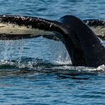 Humpback Alaska