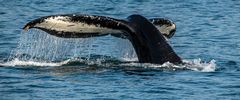 Humpback Alaska