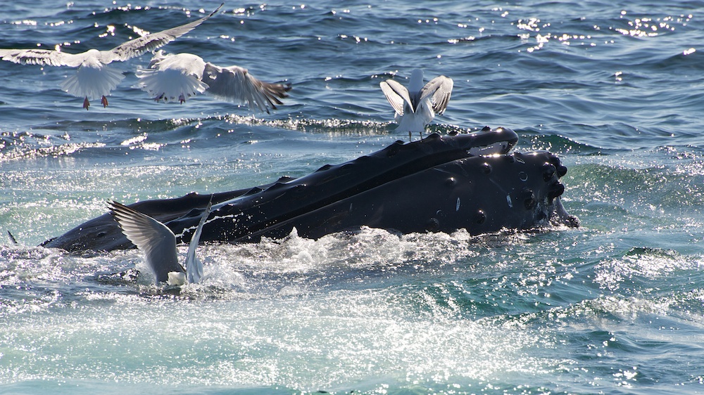 Humpback and Seagulls