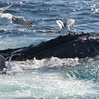 Humpback and Seagulls