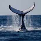 Humpback auf Tauchgang