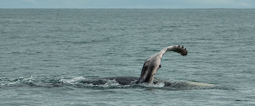 Humpback