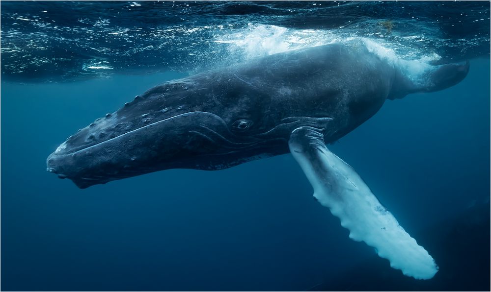 Humpback-Baby