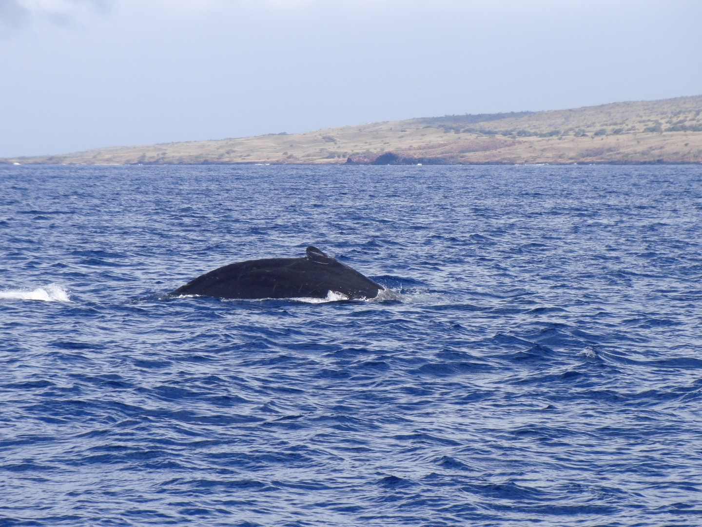 Humpback Big Island