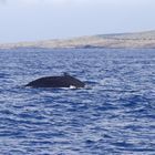 Humpback Big Island