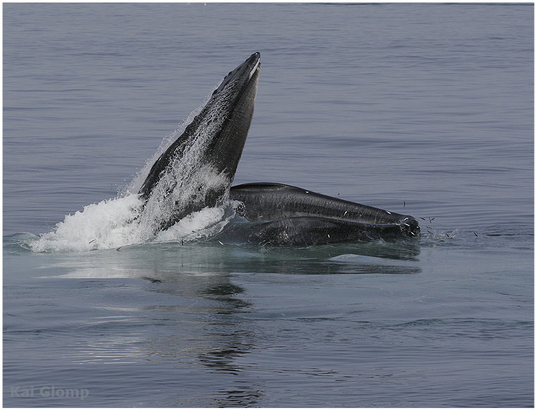 humpback fishing