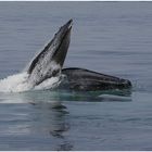 humpback fishing