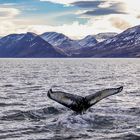 Humpback in Husavik