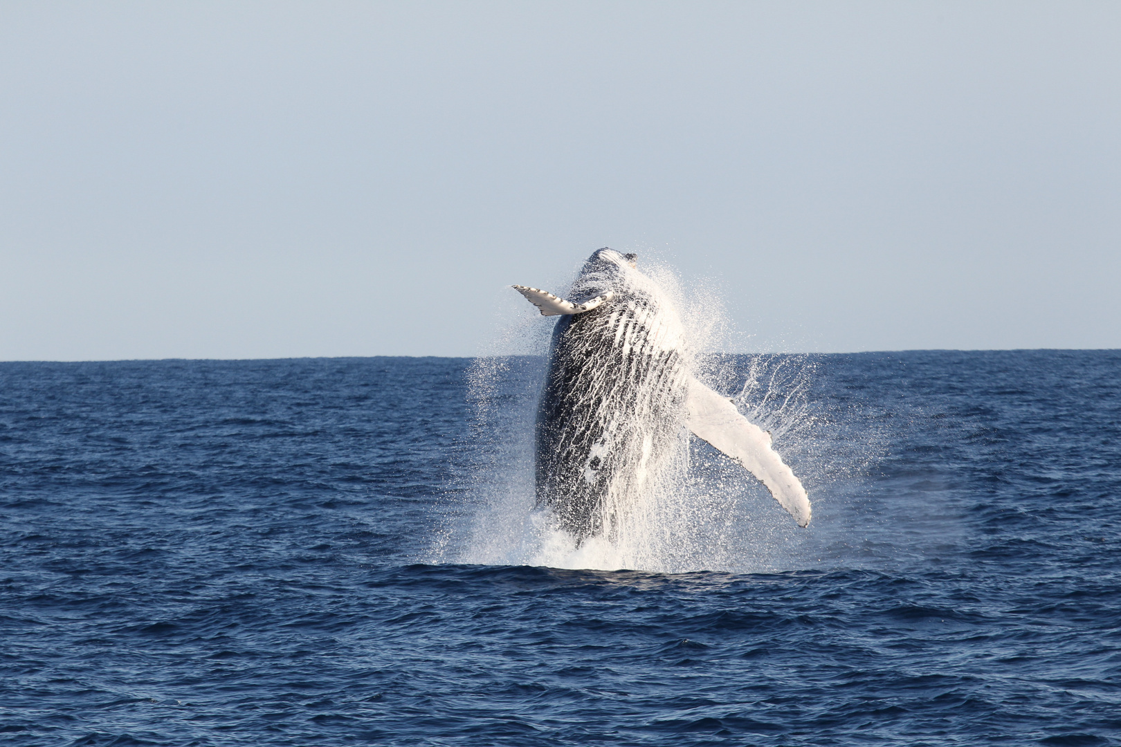 Humpback Jump 