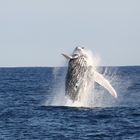 Humpback Jump 