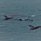 Humpback mit Begleitung