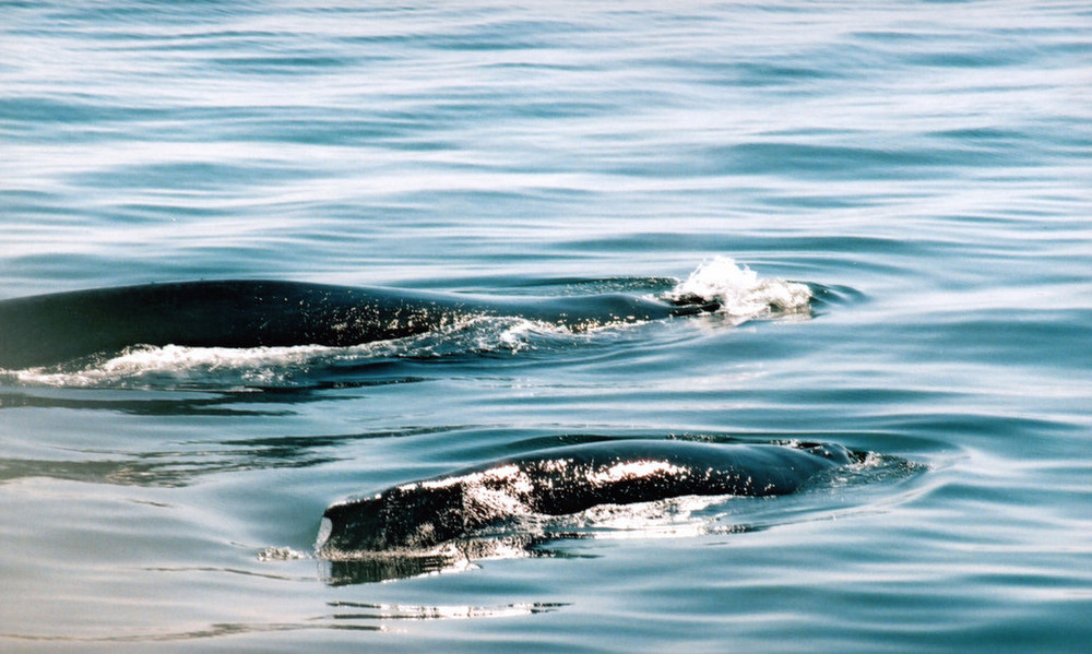 Humpback Mother and Calf