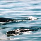 Humpback Mother and Calf