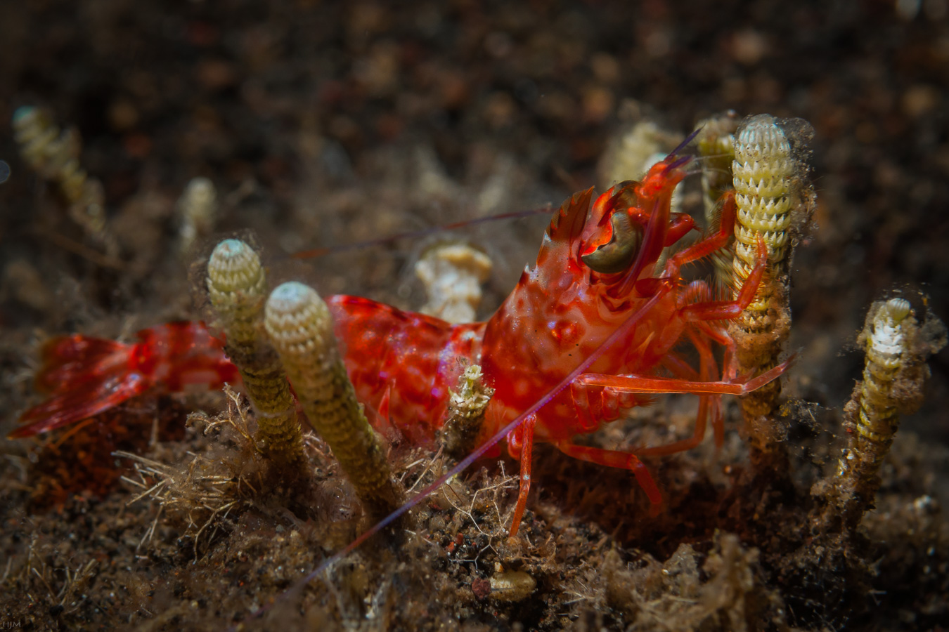 Humpback Prawn