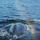 humpback rainbow